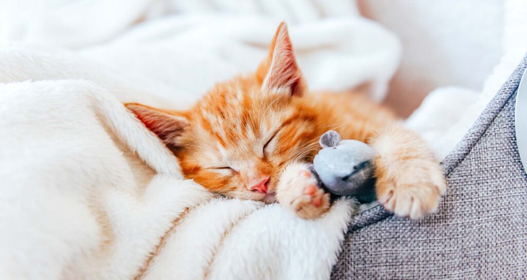 orange kitten sleeping in a grey cat bed with a white blanket