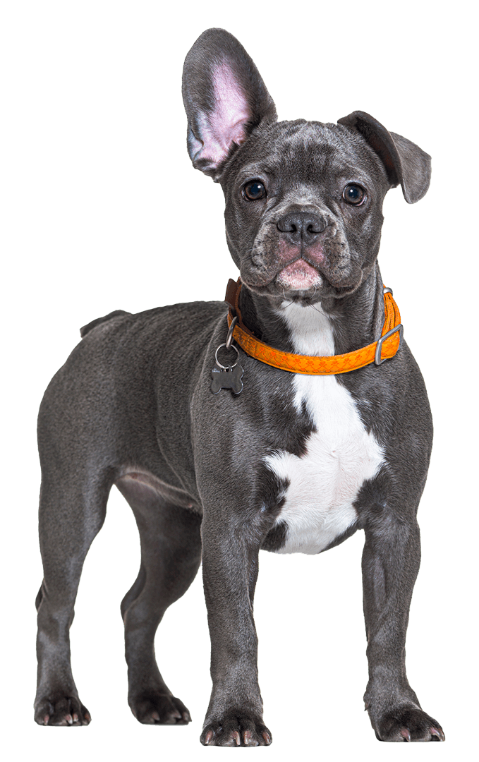 grey and white dog wearing an orange collar