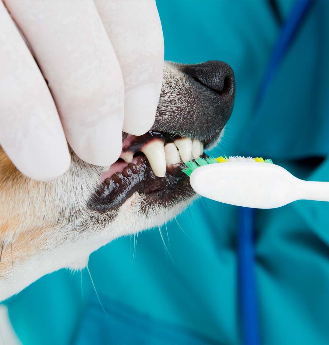 Cat and Dog Teeth Cleaning in Davenport, IA Animal Family Veterinary