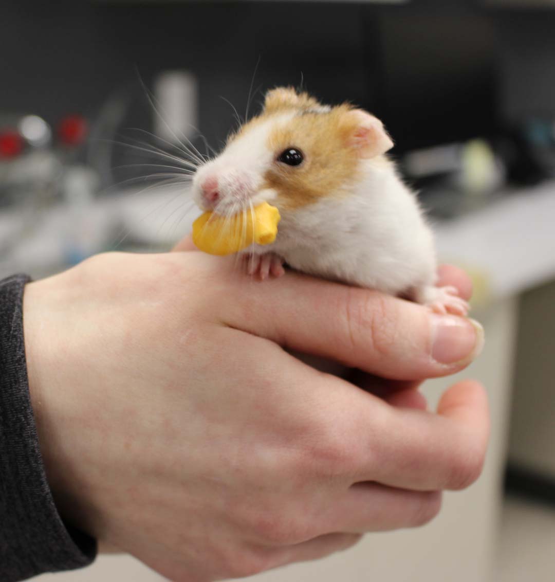 Exotic Pet Care in Davenport, IA