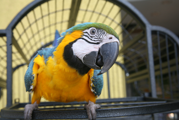 10 Benefits of Owning an Exotic Pet in Davenport, IA