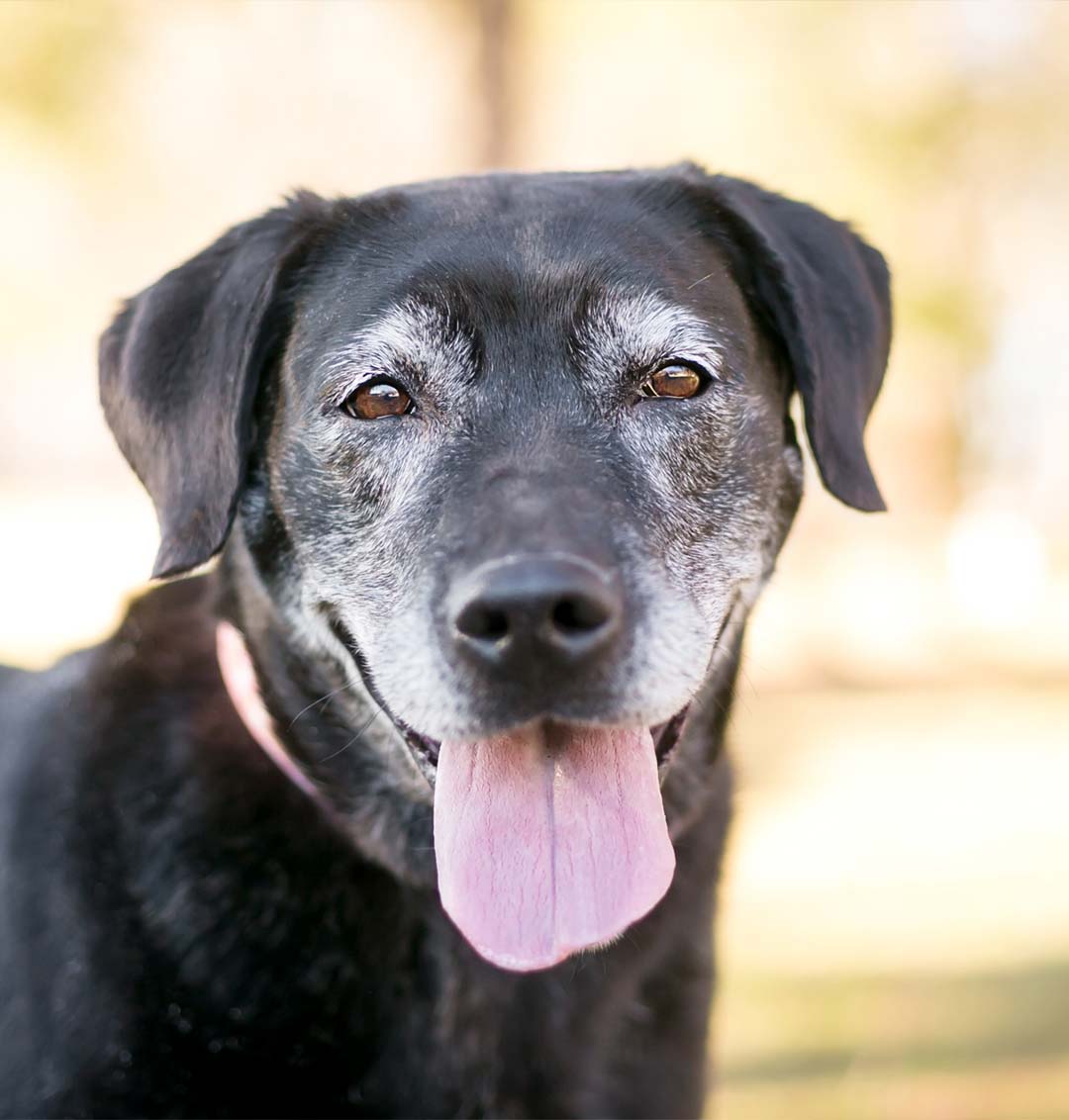 Pet Euthanasia in Davenport, IA Animal Family Veterinary Care Center