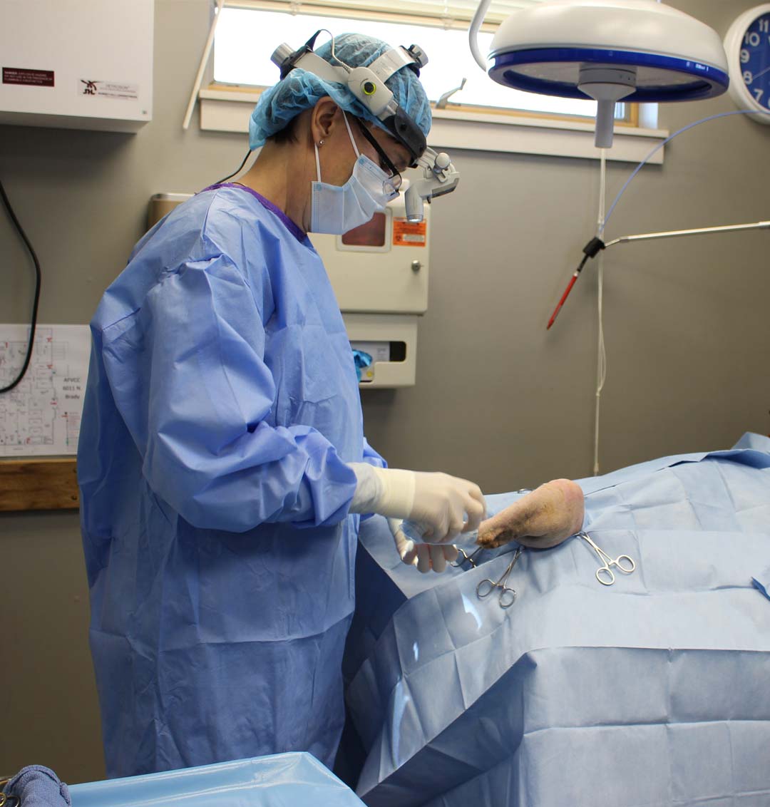 Pet Surgery in Davenport, IA Animal Family Veterinary Care Center