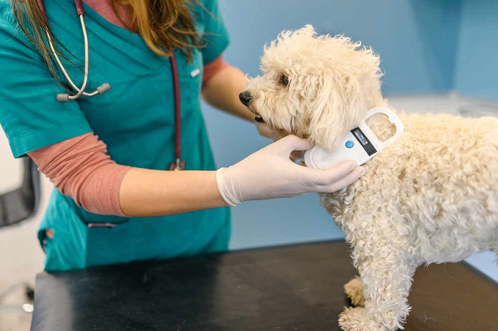 microchipping your pet in davenport ia