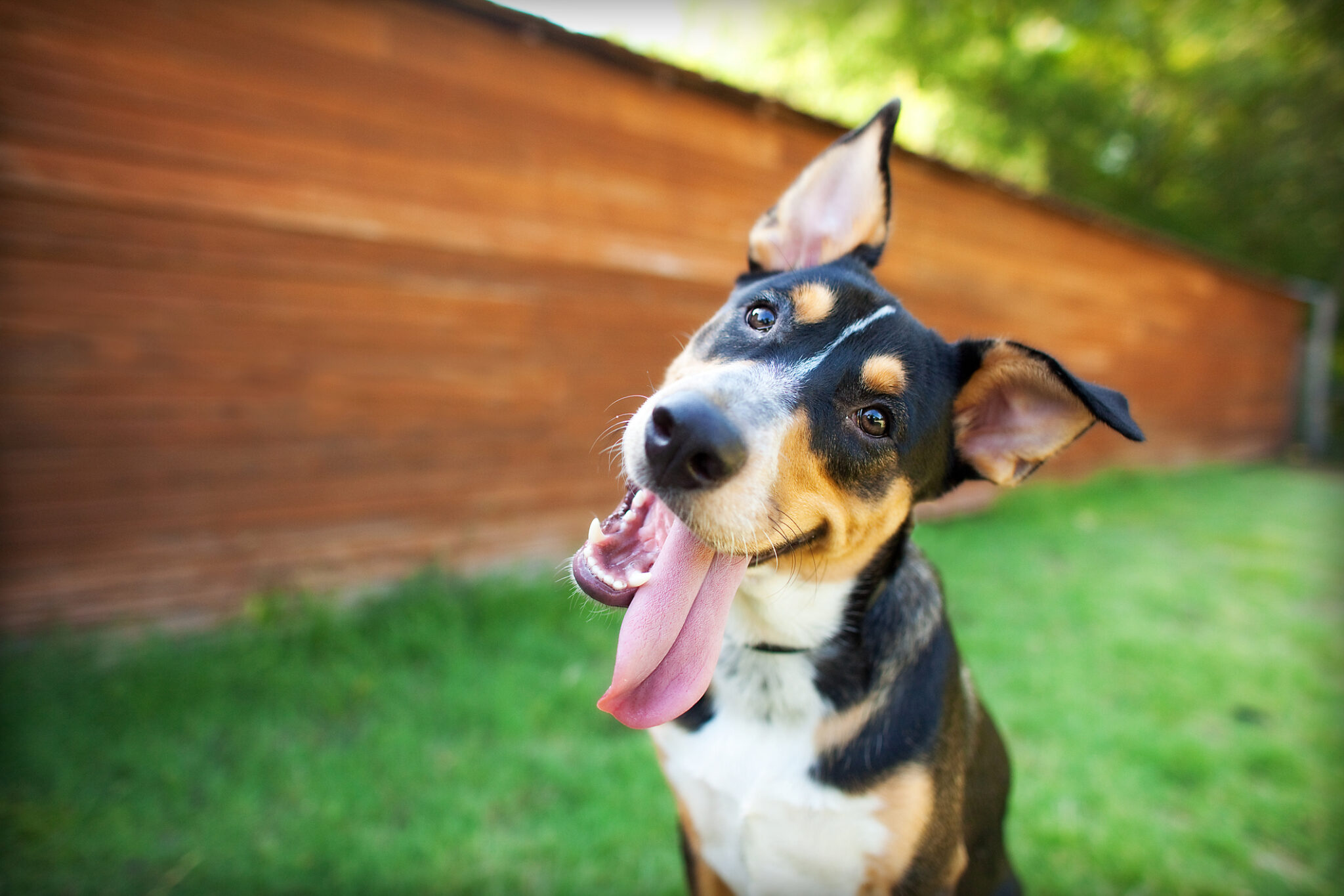 bladder infection in dogs in davenport ia