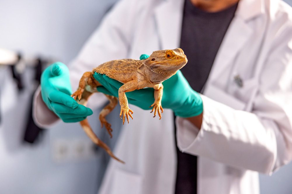 veterinarian holding a bearded dragon in both hands