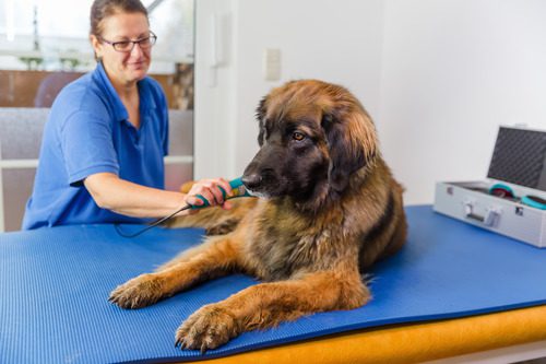 vet-performing-laser-therapy-on-dog