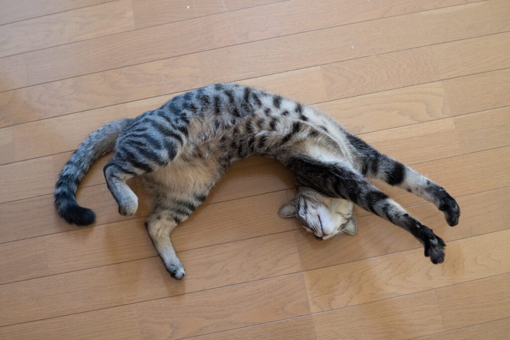 Tabby cat stretching on a wood floor