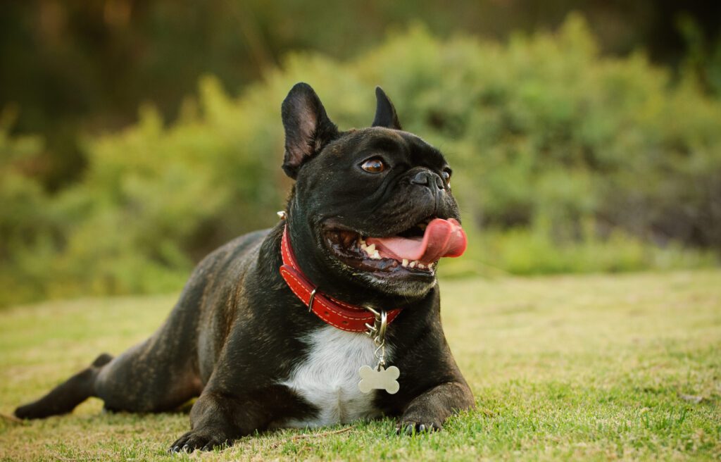 French Bulldog Lying In The Grass panting