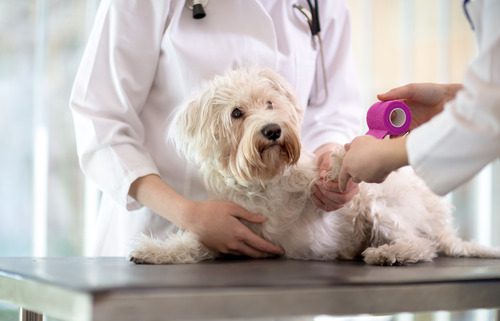 vet-and-vet-assistant-bandaging-a-dog's-leg-at-clinic