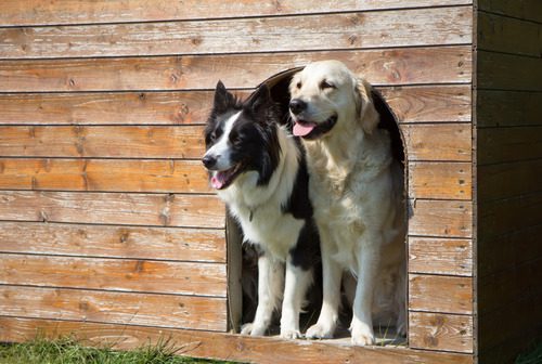 a-border-collie-dog-and-a-golden-retriever-dog-standing-in-a-doghouse