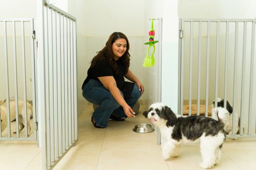 female-kennel-team-member-playing-with-dogs-at-daycare
