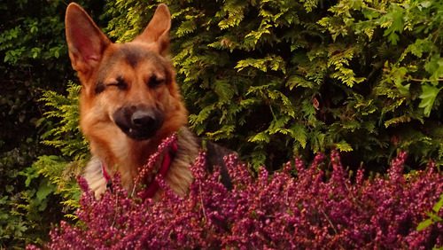 german-shepherd-dog-sneezing-near-the-flowers-outside