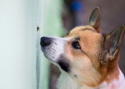 corgi-dog-watching-a-bee