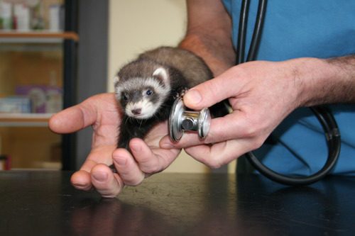 ferret-vet-holding-ferret-at-the-clinic