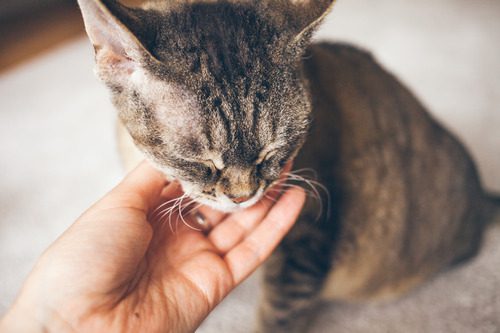 pet-owner-scratching-cat's-chin
