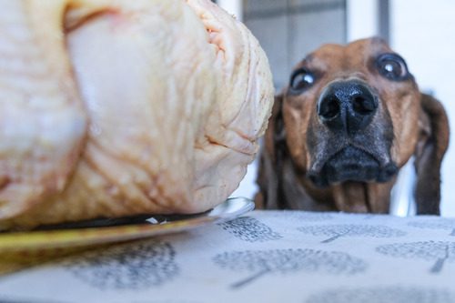 dachshund dog trying to steal uncooked turkey from the table