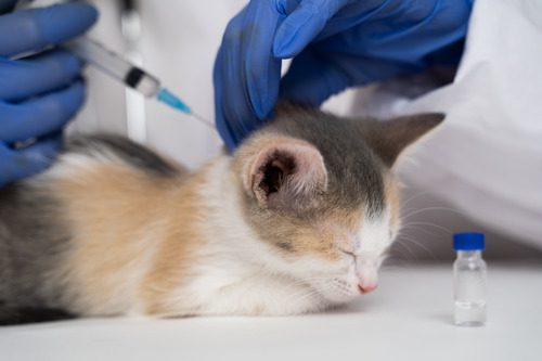 vet administering vaccine to tri color cat at clinic