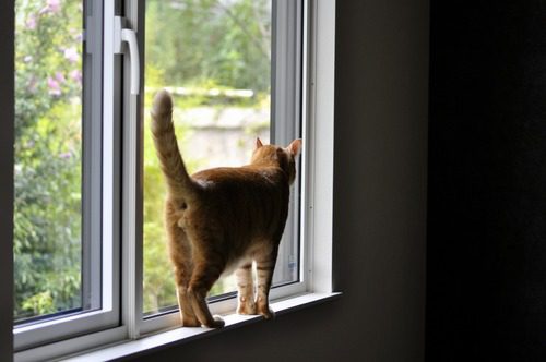 orange cat walking along a window sill at home