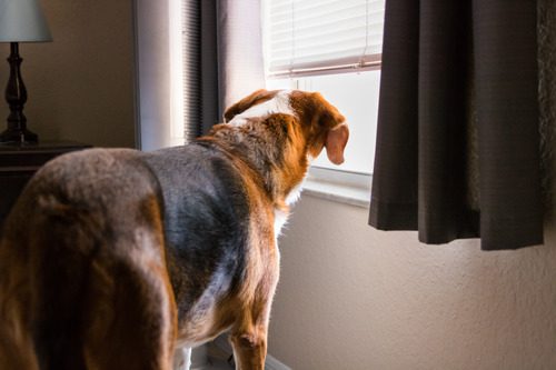 beagle hound mix breed dog staring out a window