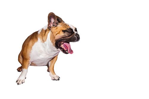 french bulldog gagging on a white background