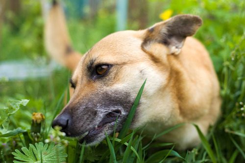close up of dog eating grass