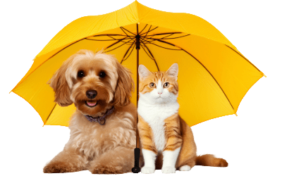 Dog and cat sitting under a yellow umbrella