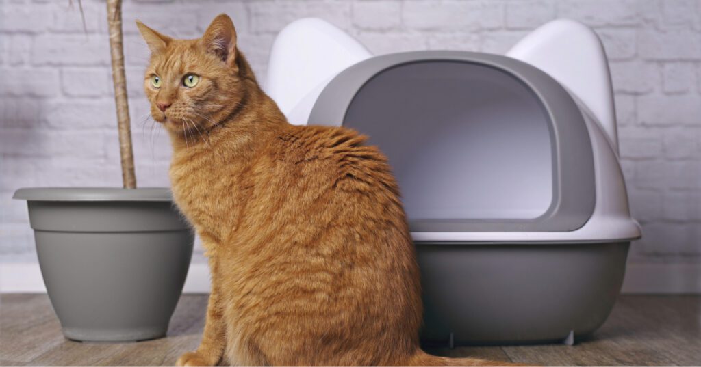 orange cat sitting outside the litterbox at home