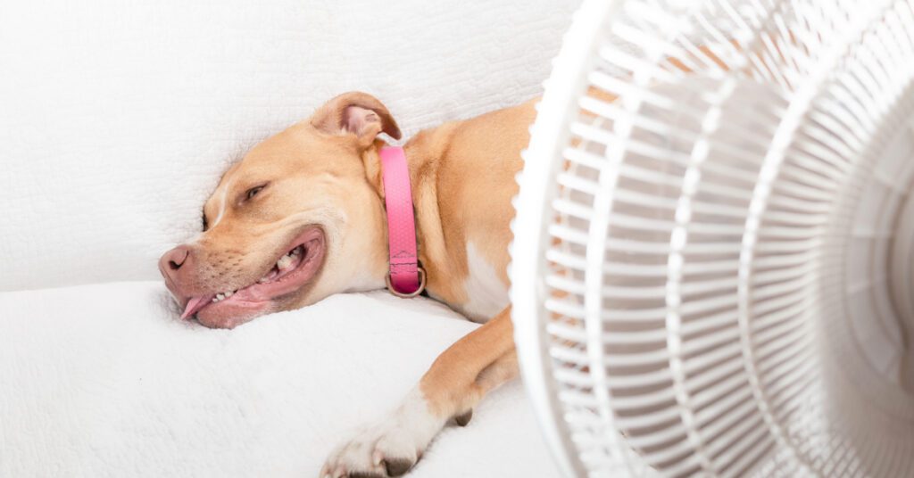 dog laying on a couch panting with a fan blowing on him