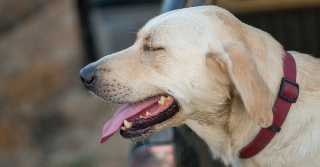 yellow labrador dog panting