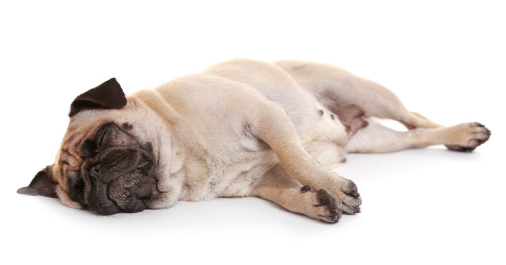 pug dog laying on its side while sleeping on a white background