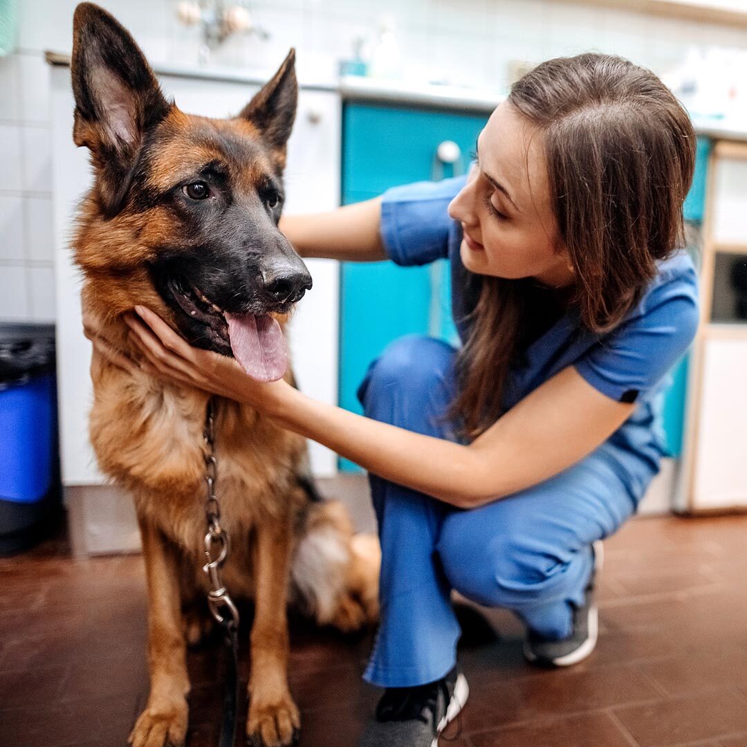 young happy veterinarian smiling while playing with a dog