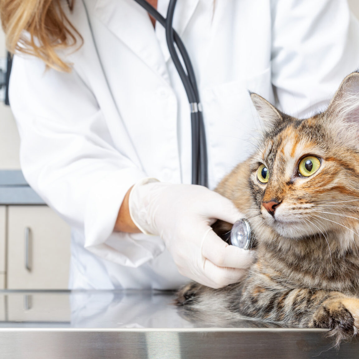 Cat On Exam Table With Veterinarian