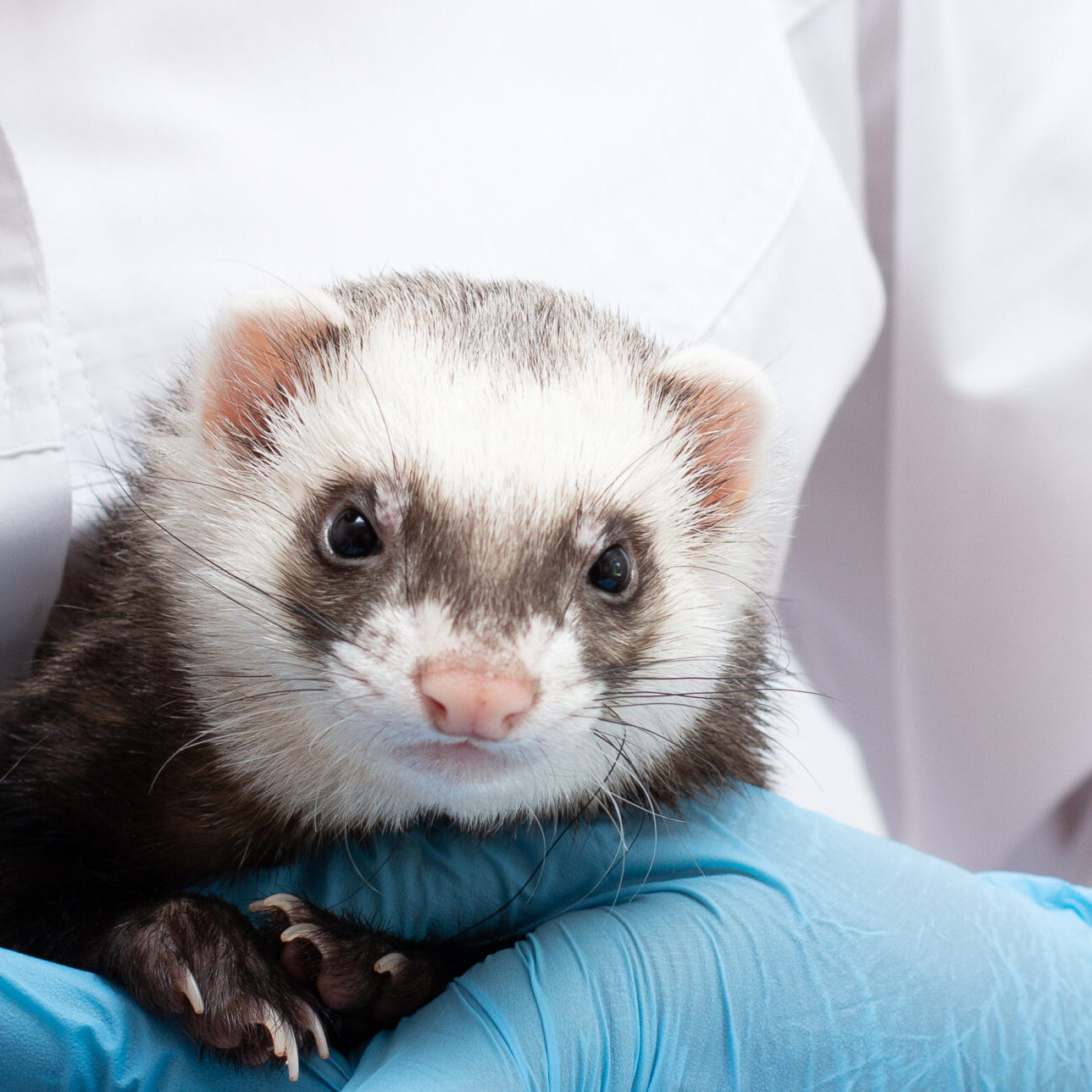 Vet Examines A Patient Ferret Isolated Banner With Copy Space