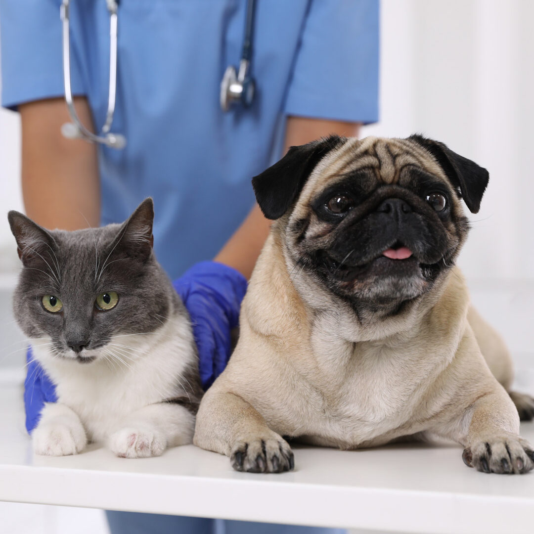 Dog And Cat With Vet