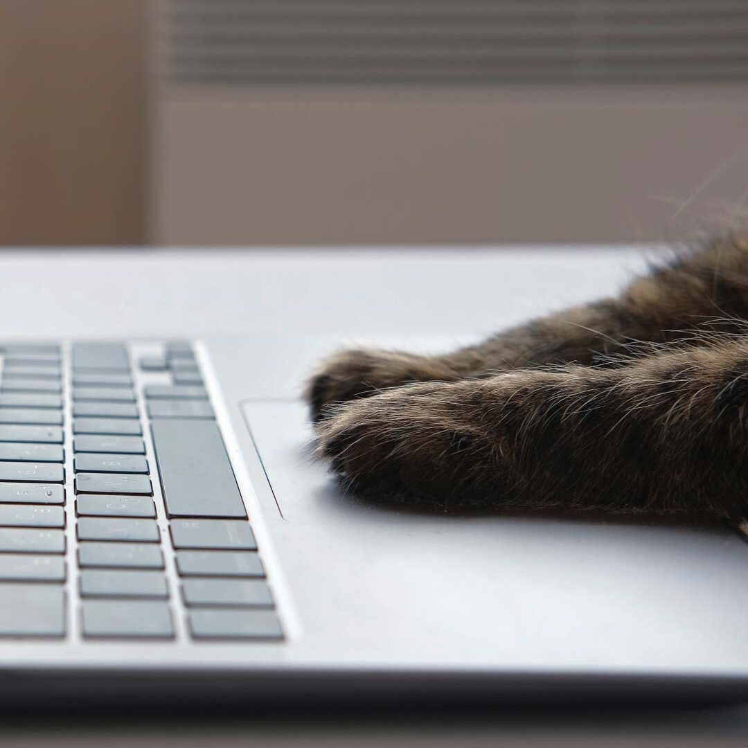 Cat Laptop Payment