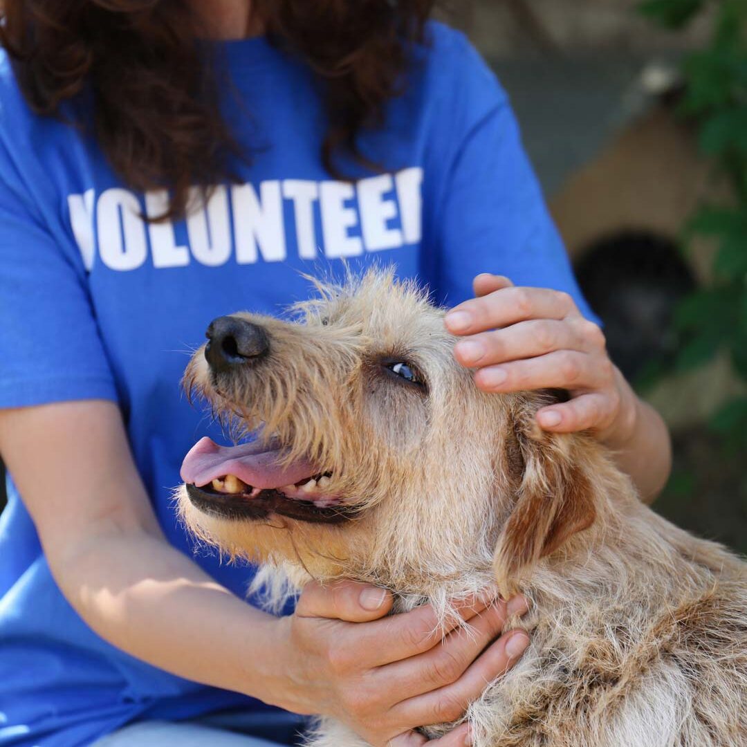 Dog Adoption Volunteer