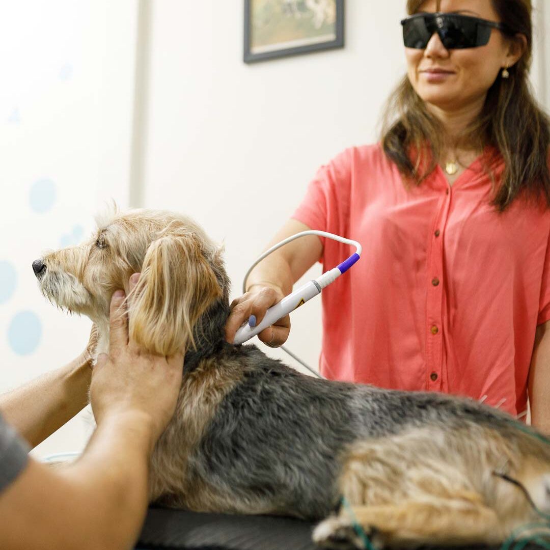 Dog Laser Therapy