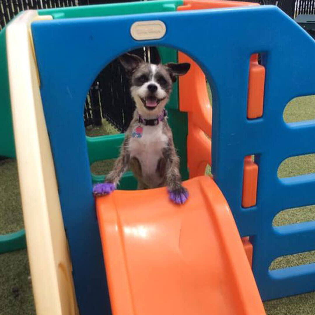 Dog On Slide
