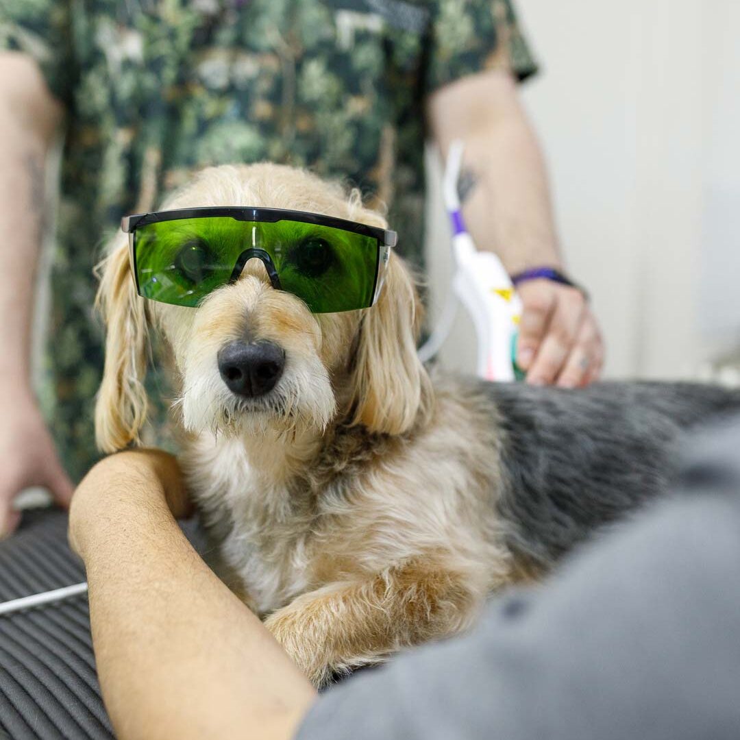 Dog Sunglasses Laser Therapy