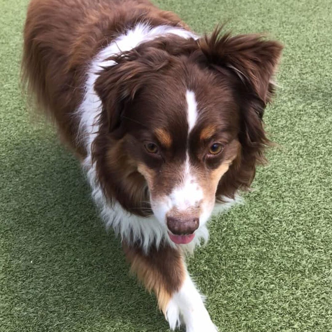 brown and white dog laying on the grass outside