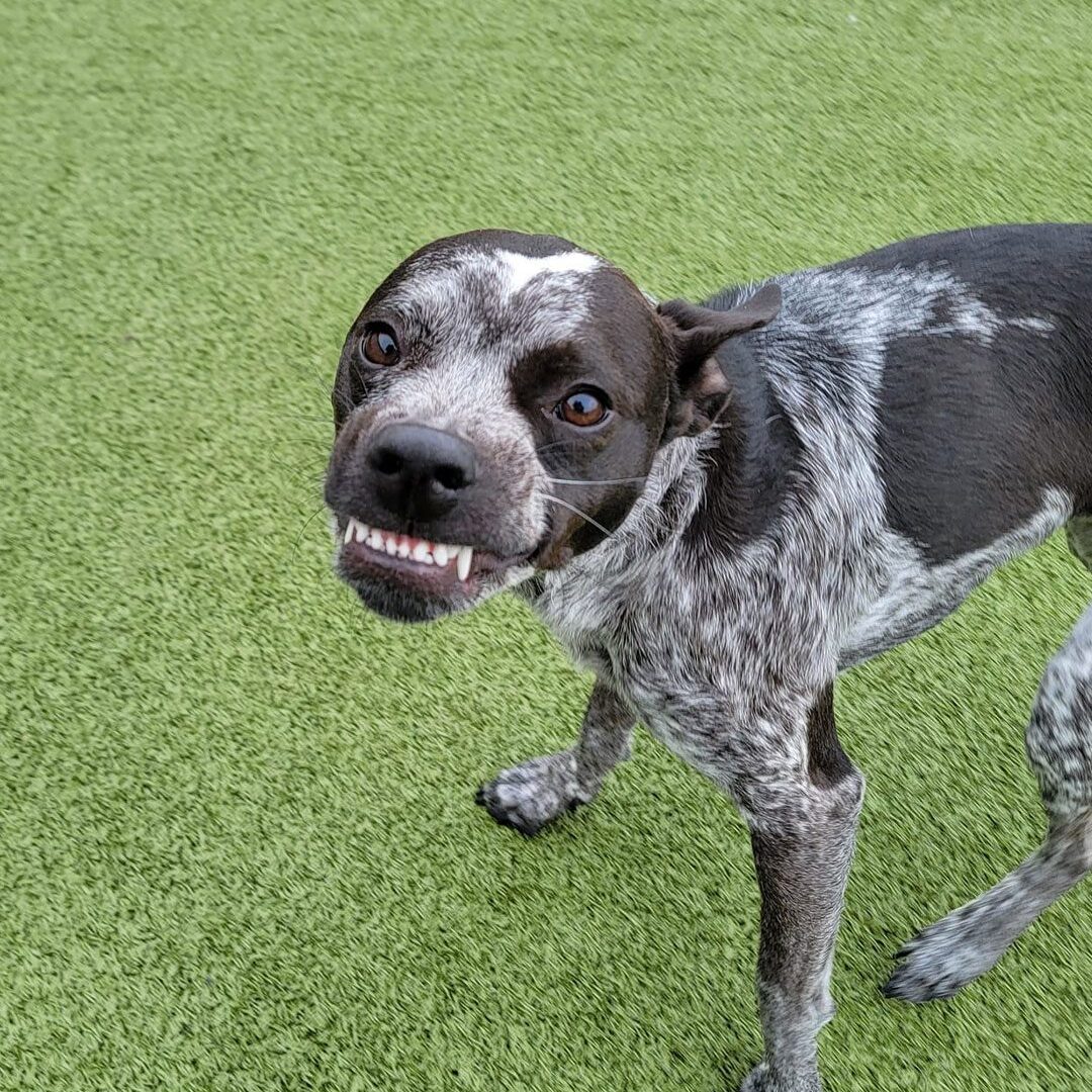 black and grey dog growling